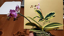 gallery/Flower_and_Birds/Vaiegated_phal (1)_S.jpg